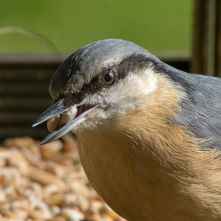 Nuthatch