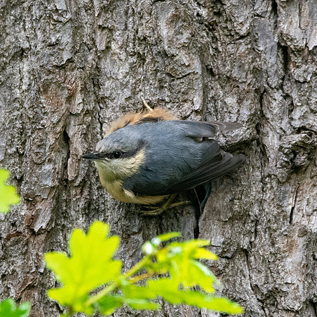 Nuthatch juvenile