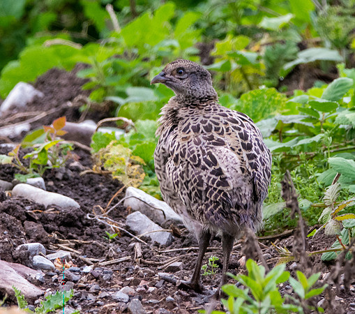 Common pheasant, juvenile