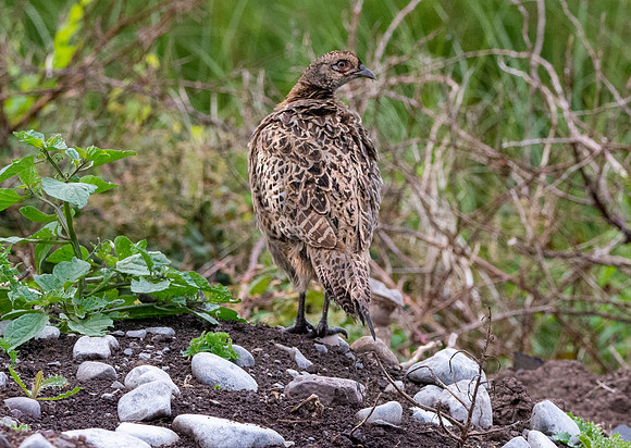 Common pheasant, juvenile