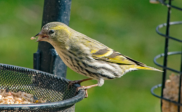 Siskin