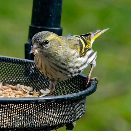 Siskin
