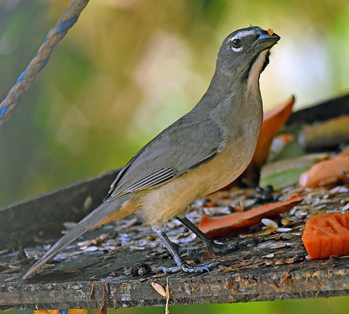 Buff throated saltator