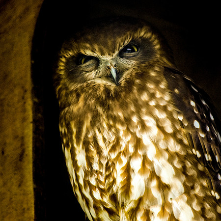 Southern Boobook owl