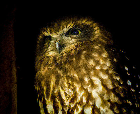 Southern Boobook owl