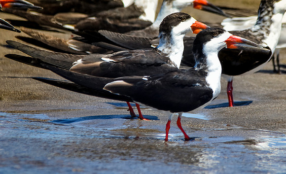 Black skimmer