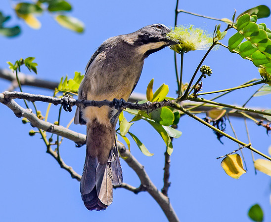 Buff throated saltator