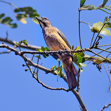 Buff throated saltator