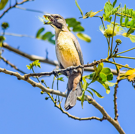 Buff throated saltator