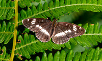 White admiral