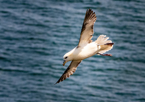 Fulmar