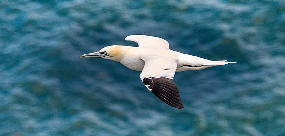 Gannet