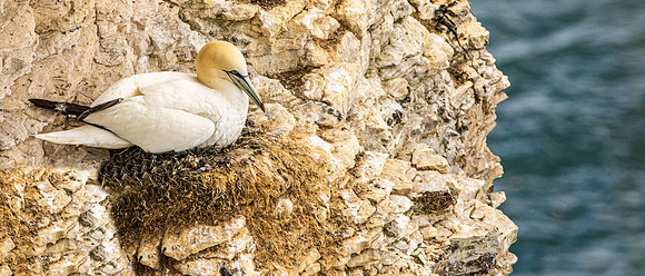 Gannet