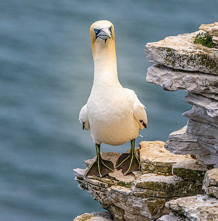 Gannet
