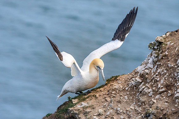 Gannet