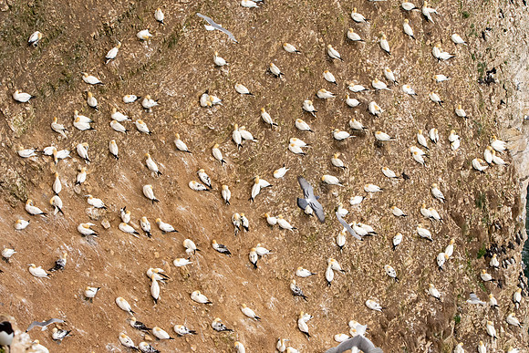 Gannet