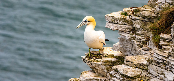 Gannet