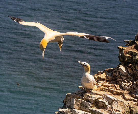 Gannet