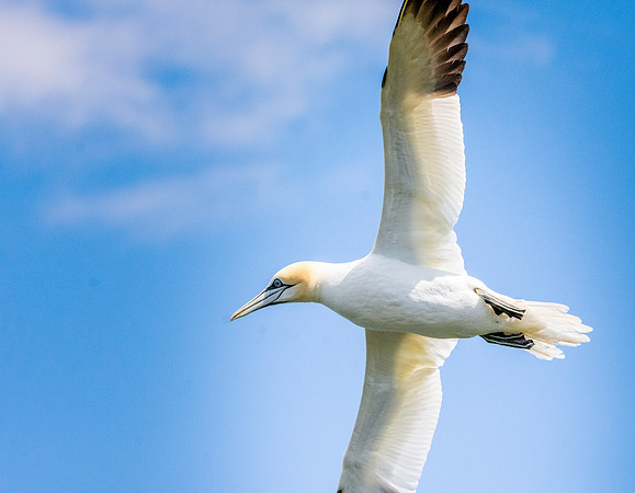 Gannet