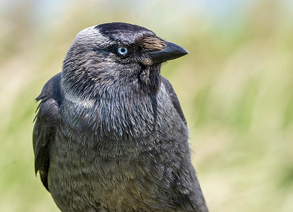 Jackdaw