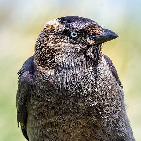 Jackdaw