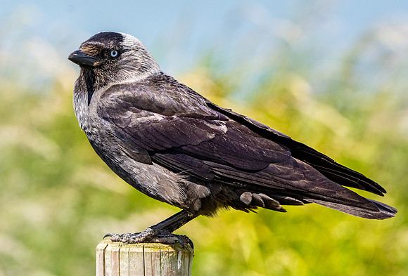 Jackdaw