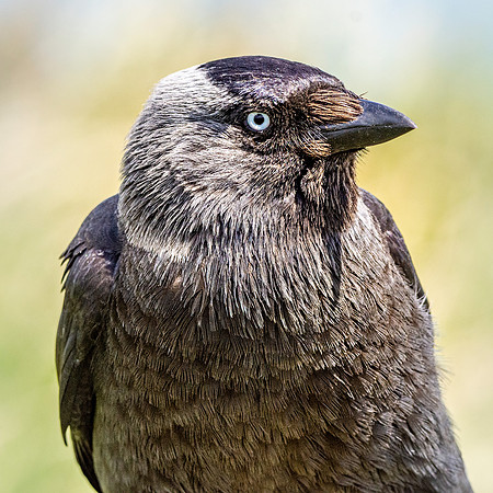 Jackdaw