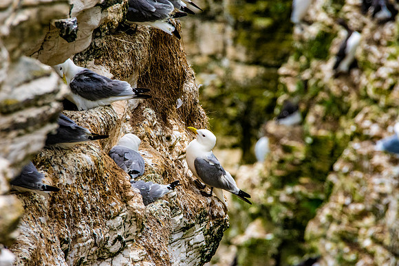 Kittiwake