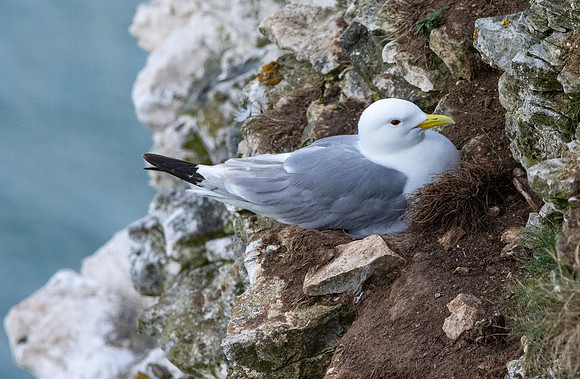 Kittiwake