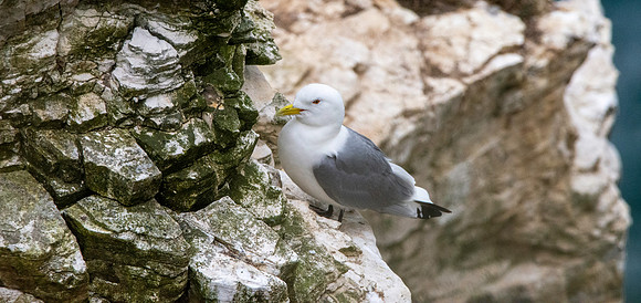 Kittiwake