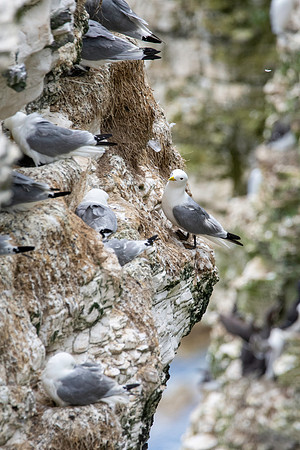 Kittiwake