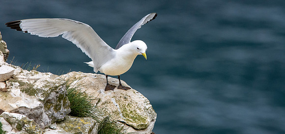 Kittiwake