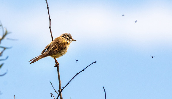 Spotted flycatcher