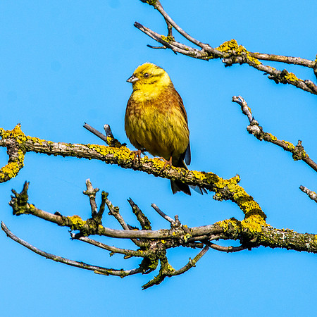 Yellowhammer