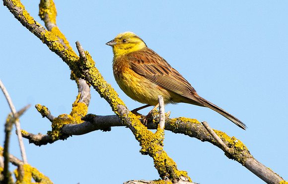 Yellowhammer
