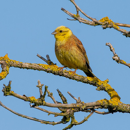 Yellowhammer