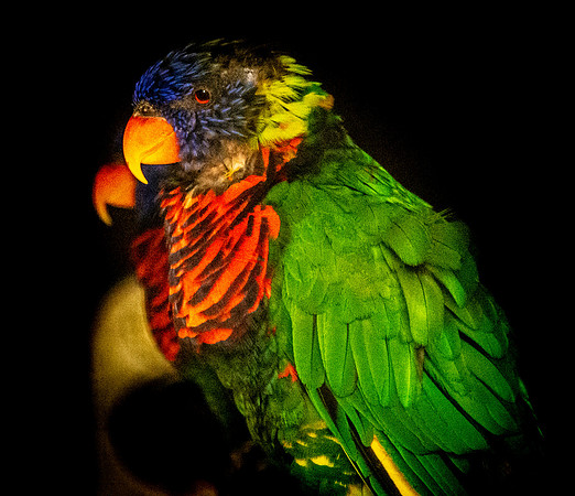 Green naped lorikeet