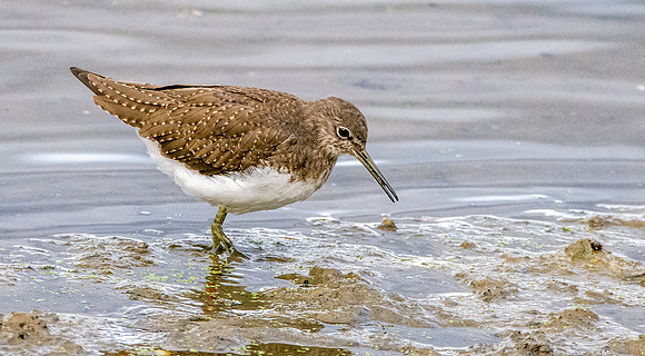Green sandpiper