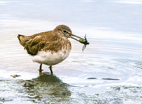Green sandpiper