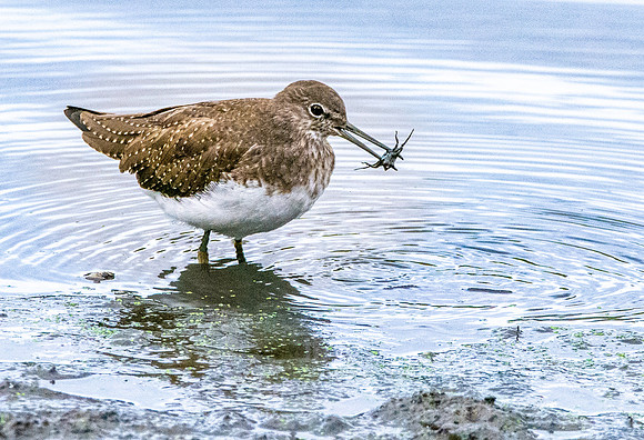 Green sandpiper
