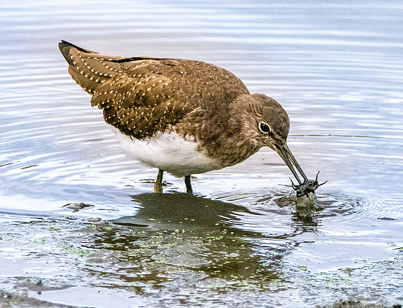 Green sandpiper