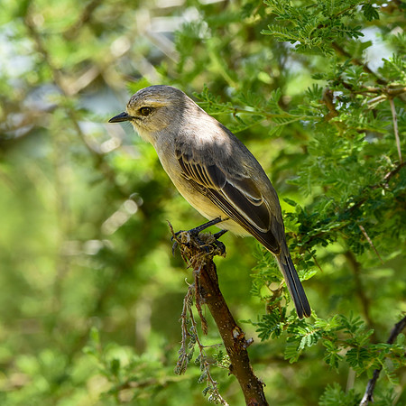 African grey flycatcher
