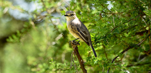 African grey flycatcher