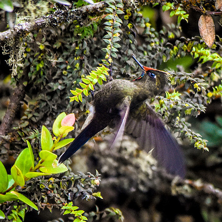 Rainbow bearded thornbill