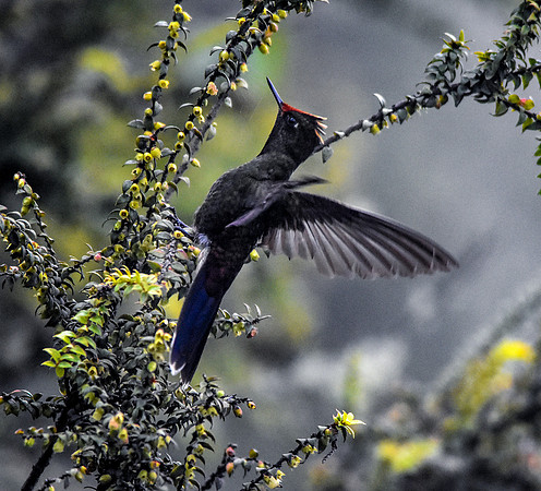 Rainbow bearded thornbill