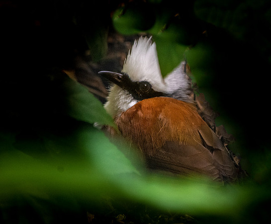 White crested laughing thrush