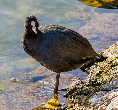 Coot, juvenile