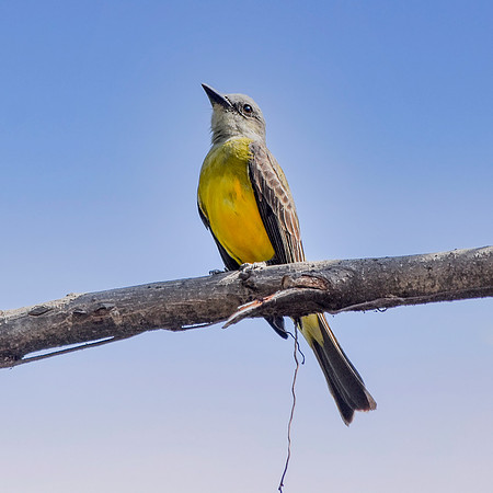 Tropical kingbird