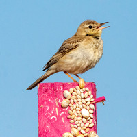 Tawny pipit