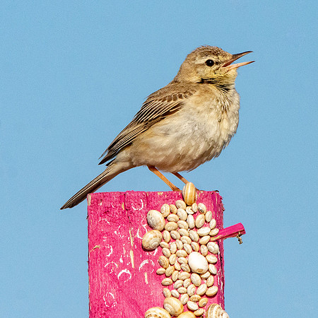 Tawny pipit